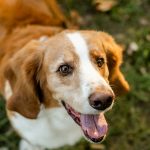 Cocker Spaniel Basset Hound Dog